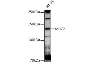 Western blot analysis of extracts of HT-29 cells, using MUC2 antibody (ABIN7268690) at 1:1000 dilution. (MUC2 抗体  (AA 4850-4950))