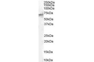 ABIN185613 (1µg/ml) staining of Human Spleen lysate (35µg protein in RIPA buffer).