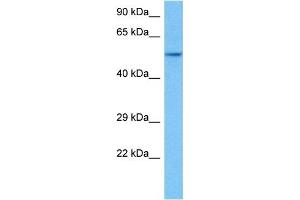 Host:  Rat  Target Name:  HNF4A  Sample Tissue:  Rat Skeletal Muscle  Antibody Dilution:  1ug/ml (HNF4A 抗体  (Middle Region))