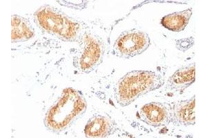 IHC staining of testis with gp100 antibody (HMB45). (Melanoma gp100 抗体)