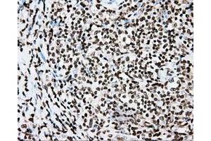 Immunohistochemical staining of paraffin-embedded Kidney tissue using anti-CYP1A2 mouse monoclonal antibody. (CYP1A2 抗体)