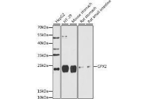 Western blot analysis of extracts of various cell lines, using GPX2 antibody (ABIN7267435) at 1:1000 dilution. (Glutathione Peroxidase 2 抗体  (AA 100-180))