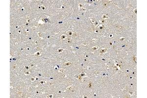 anti-Spen Homolog, Transcriptional Regulator (SPEN) antibody