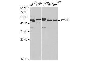 Western Blotting (WB) image for anti-Ataxin 3 (ATXN3) (AA 1-364) antibody (ABIN3021829)