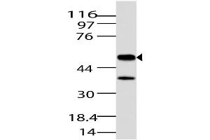 Image no. 1 for anti-Jumonji Domain Containing 5 (JMJD5) (AA 20-220) antibody (ABIN5027325) (JMJD5 抗体  (AA 20-220))