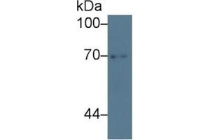 Rabbit Detection antibody from the kit in WB with Positive Control: Sample Human lung lysate. (ATG16L1 ELISA 试剂盒)