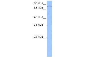 PNPT1 antibody used at 0. (PNPT1 抗体  (Middle Region))
