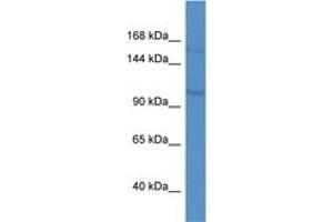 Image no. 1 for anti-Potassium Voltage-Gated Channel, KQT-Like Subfamily, Member 3 (KCNQ3) (AA 580-629) antibody (ABIN6746121) (KCNQ3 抗体  (AA 580-629))