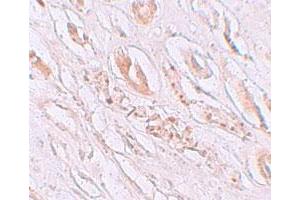 Immunohistochemical staining of human kidney cells with TMEM59 polyclonal antibody  at 2. (TMEM59 抗体  (N-Term))