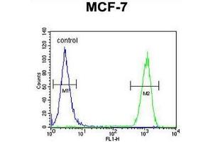 CCNT1 Antibody (Center) flow cytometric analysis of MCF-7 cells (right histogram) compared to a negative control cell (left histogram). (Cyclin T1 抗体  (Middle Region))