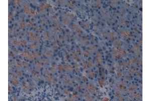 Detection of GP2 in Mouse Pancreas Tissue using Polyclonal Antibody to Glycoprotein 2, Zymogen Granule Membrane (GP2) (GP2 抗体  (AA 301-506))