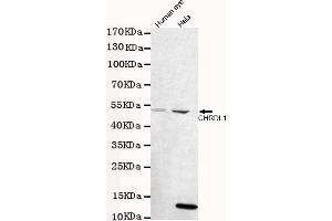 Western blot detection of CHRDL1 in human eye and Hela cell lysates using CHRDL1 mouse mAb (1:1000 diluted). (CHRDL1 抗体)