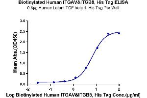 Immobilized Human Latent TGF beta 1, His Tag beta 1 at 5 μg/mL (100 μL/well) on the plate.