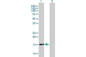 Western Blot analysis of CGA expression in transfected 293T cell line by CGA MaxPab polyclonal antibody. (CGA 抗体  (AA 1-116))