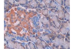 Immunohistochemistry (IHC) image for anti-Bone Morphogenetic Protein 6 (BMP6) (AA 375-502) antibody (ABIN7432313)