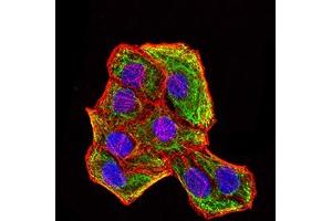 Immunofluorescence analysis of Hela cells using KRT18 mouse mAb (green). (Cytokeratin 18 抗体  (AA 1-150))