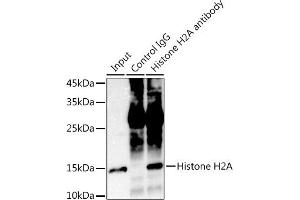Immunoprecipitation analysis of 300 μg extracts of HeLa cells using 3 μg Histone H2A antibody (ABIN7267703).
