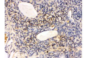 IHC(P): Rat Ovary Tissue (GNAQ 抗体  (N-Term))