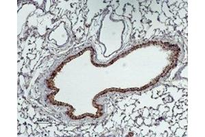 Immunohistochemistry (IHC) image for anti-Solute Carrier Family 6 (Neurotransmitter Transporter, GABA), Member 13 (SLC6A13) (AA 23-38), (Intracellular) antibody (ABIN7043743)
