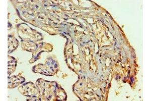 Immunohistochemistry of paraffin-embedded human placenta tissue using ABIN7155521 at dilution of 1:100 (SETDB1 抗体  (AA 1-397))