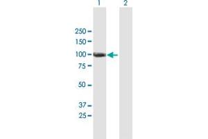 Western Blot analysis of ANKZF1 expression in transfected 293T cell line by ANKZF1 MaxPab polyclonal antibody. (ANKZF1 抗体  (AA 1-726))