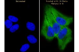 Immunofluorescence (IF) image for anti-Nuclear Receptor Subfamily 2, Group C, Member 2 (NR2C2) (AA 410-444), (pSer439) antibody (ABIN6241044)