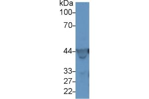 Detection of ACTG in Rat Skeletal muscle lysate using Polyclonal Antibody to Gamma Actin (ACTG) (Actin, gamma 1 抗体  (AA 1-375))