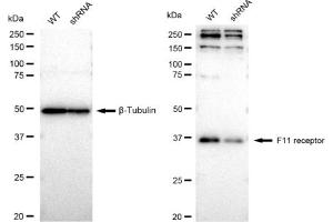 Western blotting analysis using F11 receptor antibody (ABIN7798557). (Recombinant F11R 抗体)