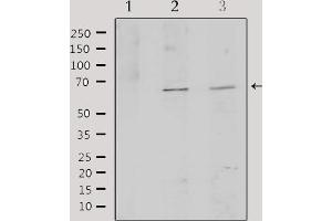 Western blot analysis of extracts from various samples, using TCF3 Antibody. (TCF3 抗体  (Internal Region))