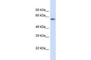 Host:  Rabbit  Target Name:  ZNF527  Sample Type:  Placenta lysates  Antibody Dilution:  1. (ZNF527 抗体  (N-Term))