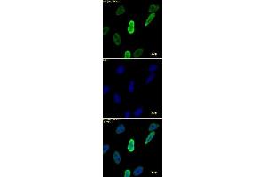 Histone H4 monomethyl Lys20 antibody tested by immunofluorescence.