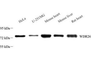 Western blot analysis of WDR26 (ABIN7076215) at dilution of 1: 2000 (WDR26 抗体)