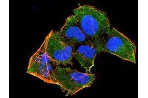 Immunofluorescence analysis of HeLa cells using RAD52 mouse mAb (green). (RAD52 抗体  (AA 269-418))