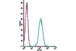anti-Prokineticin Receptor 1 (PROKR1) (AA 10-24), (Extracellular) antibody