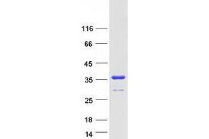 Western Blotting (WB) image for 14-3-3 epsilon (YWHAE) (Transcript Variant 1) protein (Myc-DYKDDDDK Tag) (ABIN2715553)