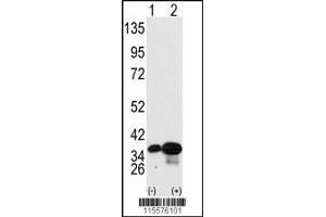 Western blot analysis of PHB2 using PHB2 Antibody (Y248) using 293 cell lysates (2 ug/lane) either nontransfected (Lane 1) or transiently transfected with the PHB2 gene (Lane 2). (Prohibitin 2 抗体  (AA 225-255))