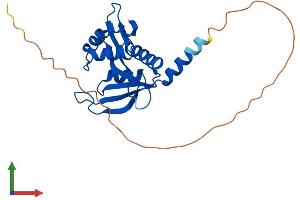 Protein Structure (PS) image for N(alpha)-Acetyltransferase 11, NatA Catalytic Subunit (NAA11) (AA 1-229) protein (His tag) (ABIN7549641)