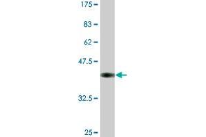 Western Blot detection against Immunogen (37. (MCM3 抗体  (AA 699-808))