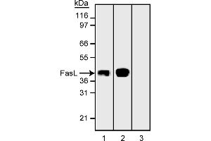 Western Blotting (WB) image for anti-Fas Ligand (TNF Superfamily, Member 6) (FASL) antibody (ABIN967520)