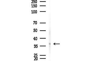 Western blot analysis of lysates from HepG2 cells(LPS, 4h treatment), using BCCIP Antibody at 1/1000 dilution.