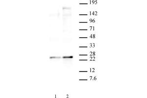 HP1 gamma phospho Ser93 pAb tested by Western blot. (CBX3 抗体  (pSer93))