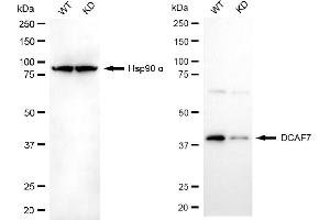 Western blotting analysis using DCAF7 antibody (ABIN7798282). (Recombinant DCAF7 抗体)