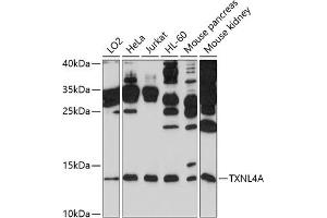 Western blot analysis of extracts of various cell lines, using TXNL4A antibody (ABIN6132742, ABIN6149737, ABIN6149738 and ABIN6214282) at 1:1000 dilution. (TXNL4A 抗体  (AA 1-142))