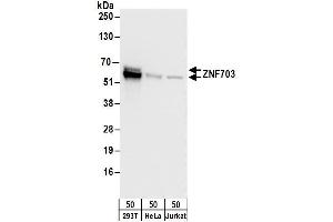 anti-Zinc Finger Protein 703 (ZNF703) (AA 100-150) antibody