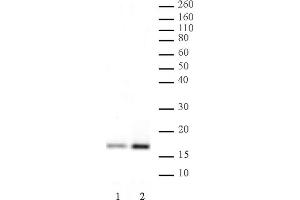 Histone H3K4ac antibody (pAb) tested by Western blot. (Histone 3 抗体  (H3K4ac))