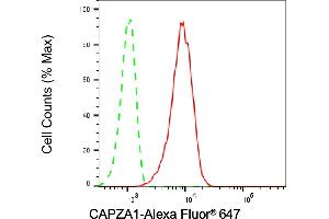 Flow cytometric analysis of CAPZA1 expression in C2C12 cells using CAPZA1 antibody (ABIN7797863), 1:1,000).