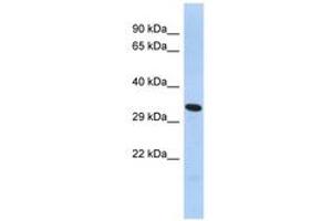 Image no. 1 for anti-Forkhead Box K2 (FOXK2) (AA 276-303) antibody (ABIN6742939) (Forkhead Box K2 抗体  (AA 276-303))