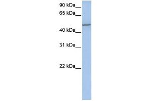 WB Suggested Anti-COL25A1 Antibody Titration:  0. (COL25A1 抗体  (Middle Region))