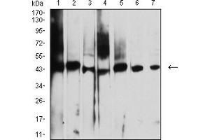 Western blot analysis using AUP1 mouse mAb against A431 (1), NIH/3T3 (2), Hela (3), SW480 (4), CHO3D10 (5), A549 (6), and SPC-A-1 (7) cell lysate. (Ancient Ubiquitous Protein 1 抗体  (AA 229-410))