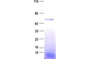 Validation with Western Blot (ZNF718 Protein (His tag))